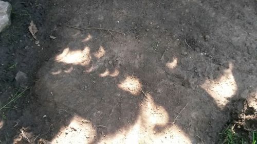 Sombras del arbol