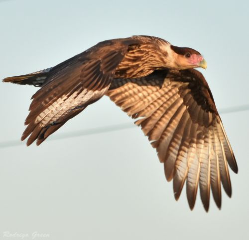 5a936e6f70772_caracara2.thumb.jpg.85b596c7680330a27c0e15beb29bcfbc.jpg