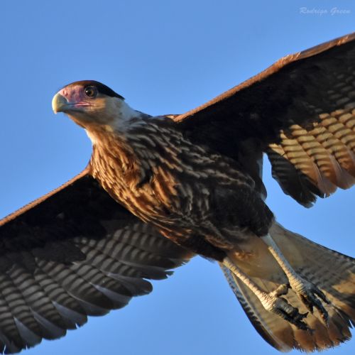 caracara.thumb.jpg.aa9cd9dcf321582a8008c0093685a870.jpg