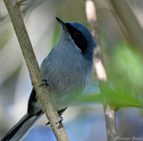 TACUARITA_AZUL_2.thumb.jpg.1243ae142bfa8bc82f972b5b7055e1ab.jpg