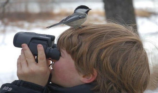 birdwatch-660x390.jpg.afc0e5df497e14aabd1d8a67561b16da.jpg