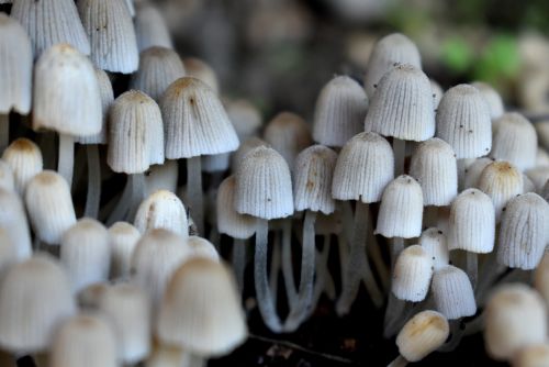 fungi_3.thumb.jpg.3676c4731cdb1c1f12da67e91be108b8.jpg