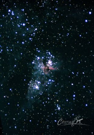 etacarinae.jpg