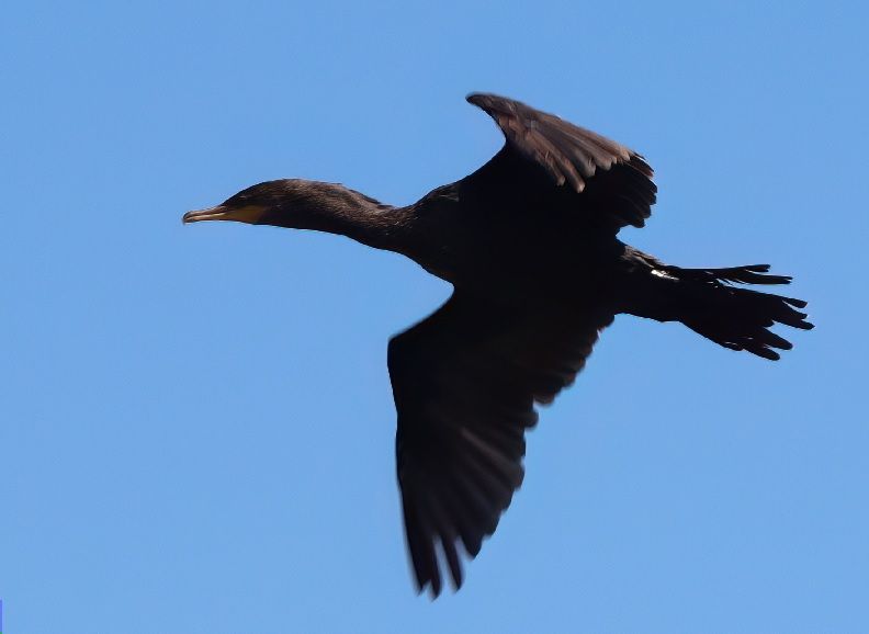 cormoran.jpg