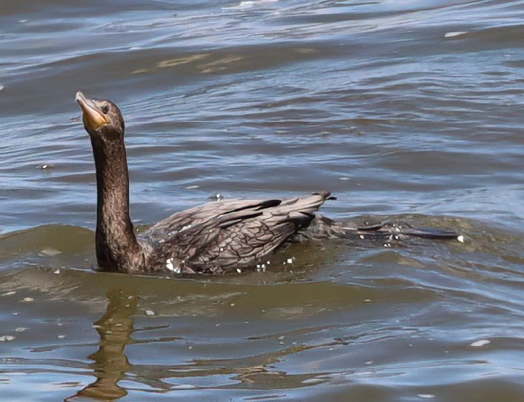 cormoran agua.jpg