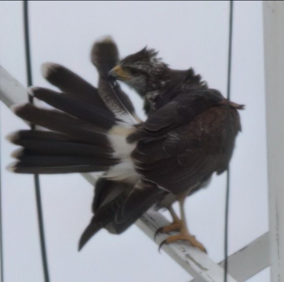 halcon Peregrino.jpeg