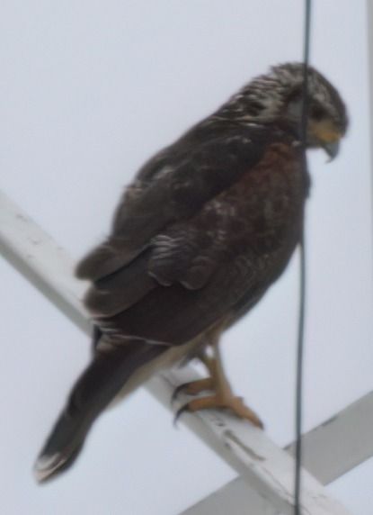 halcon Peregrino1.jpeg