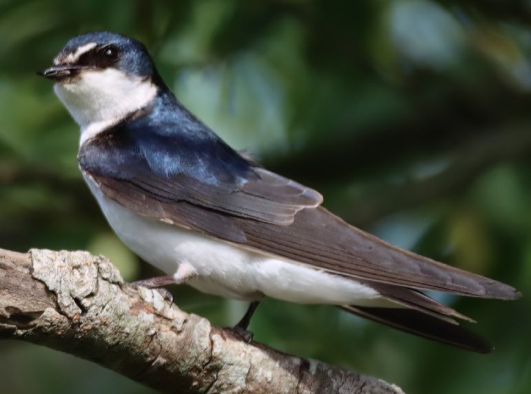 zoom golondrina.jpg