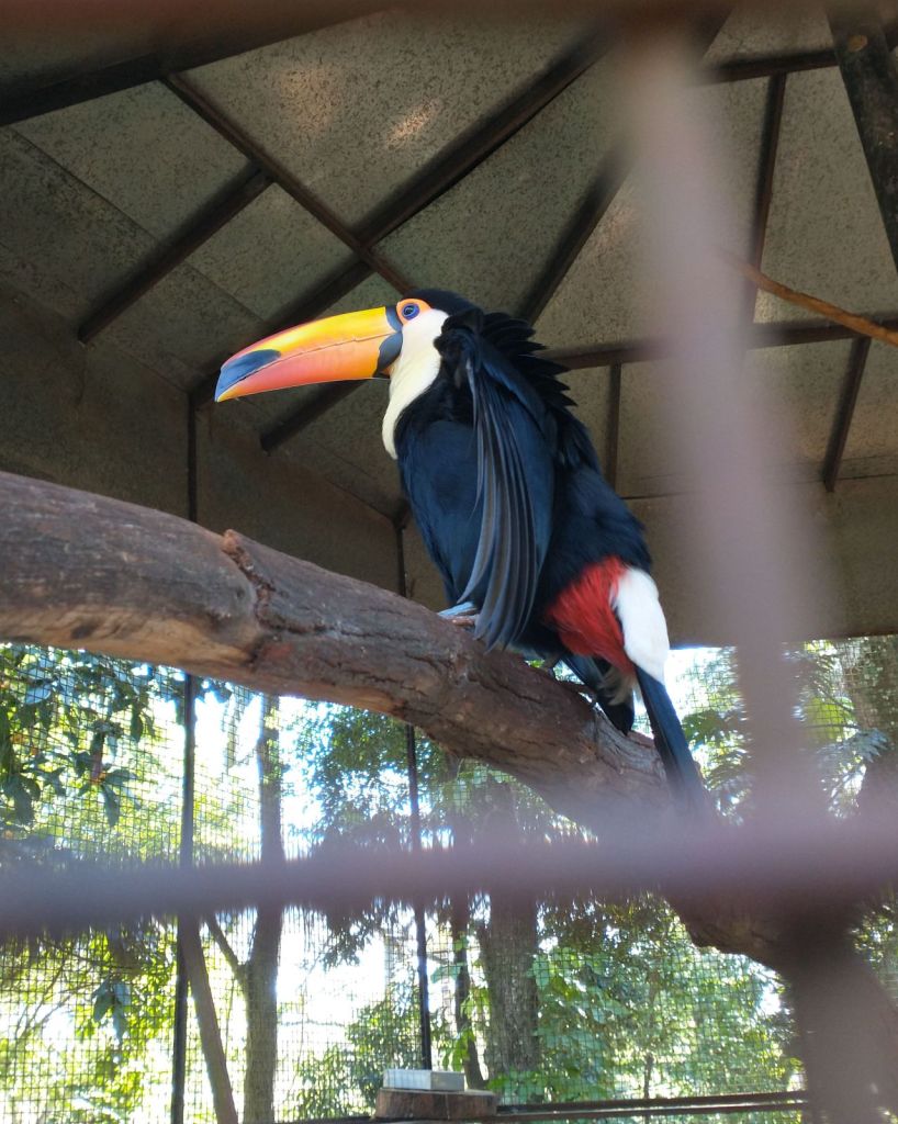 Tucan Misiones, Oberá.jpg