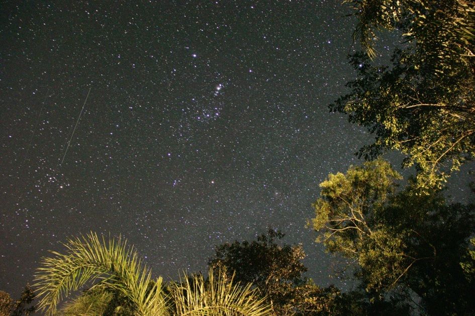 tauro orion monoceros arboles.jpg